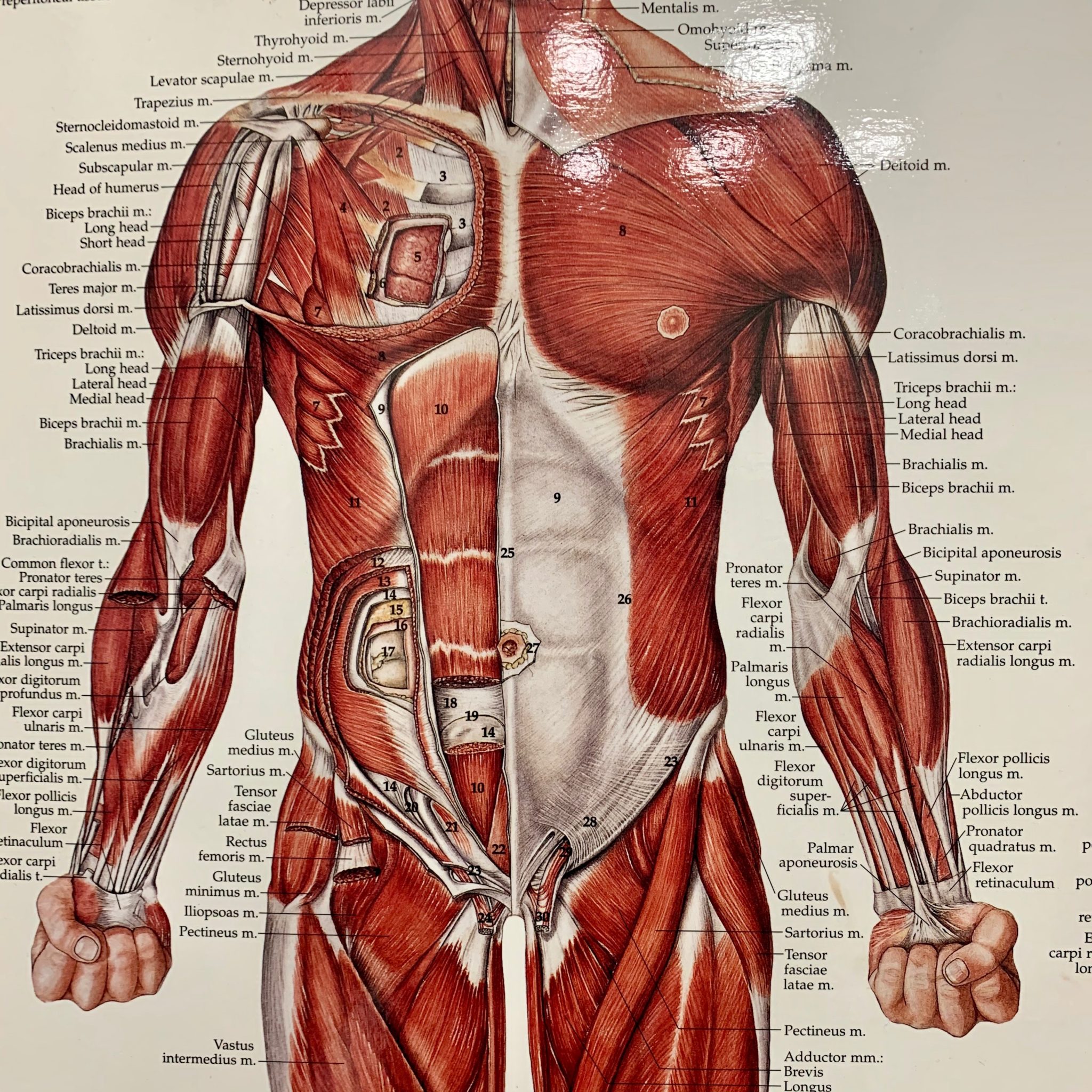 The Muscular System