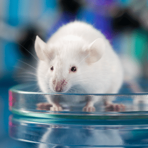 Mouse in a lab dish