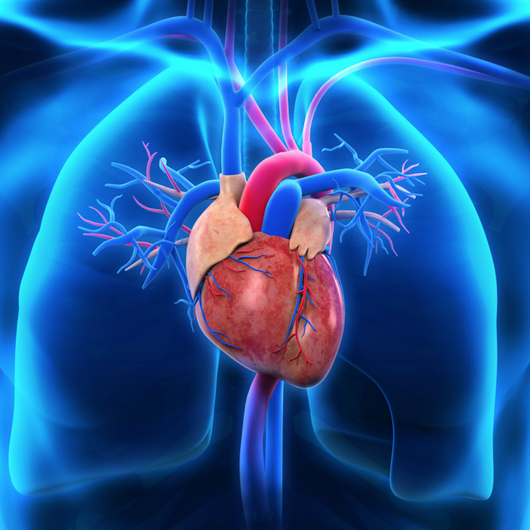 Human heart and lungs